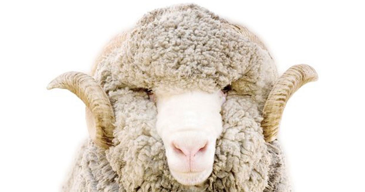 DROPS Cotton Merino 01 naturel - Wol / Katoen