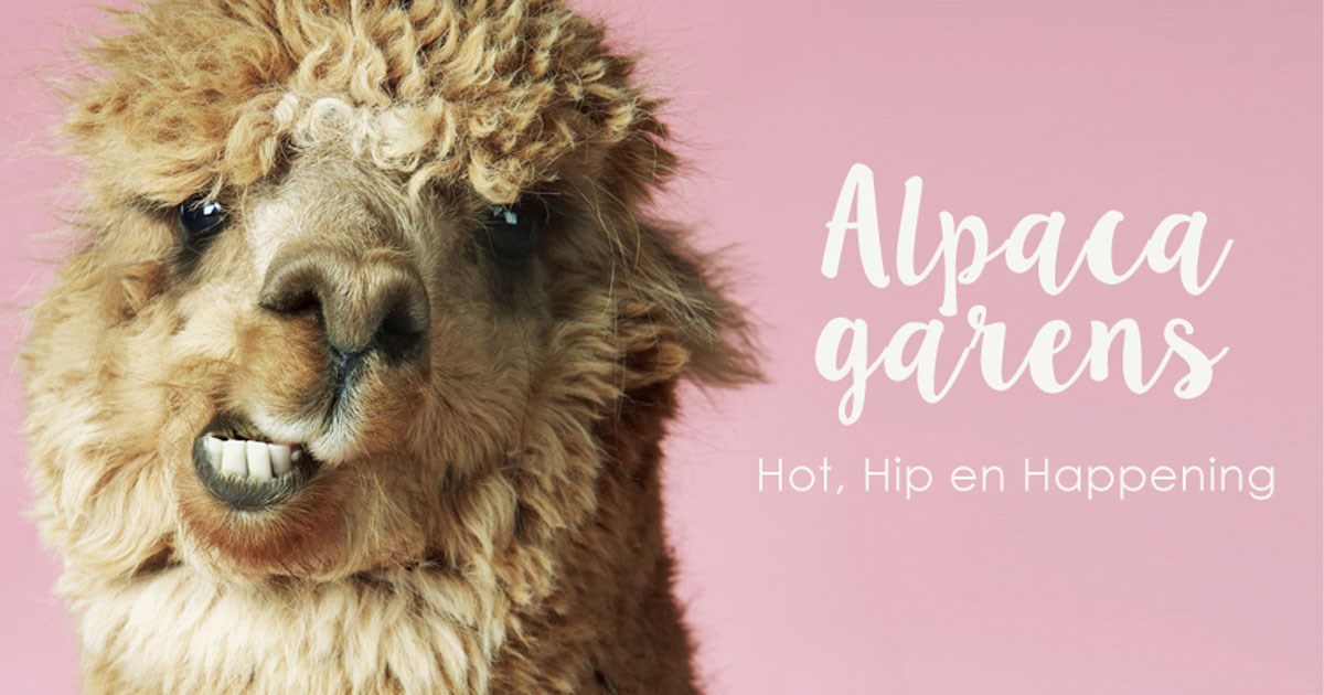 Opschudding De neiging hebben in beroep gaan Alpaca wol