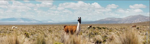 NATURAL LAMA FINE & CHUNKY