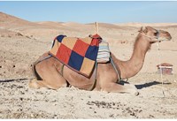 Lang Yarns Wooladdicts #5